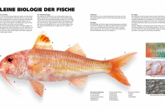 Das Meer – Biologie der Fische