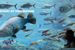 Das Meer – Caught by fascination