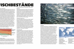 Das Meer – Fischbestände