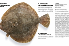 Das Meer – Plattfische