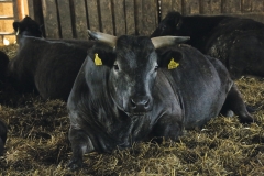 Schergengruber Wagyu-Rind