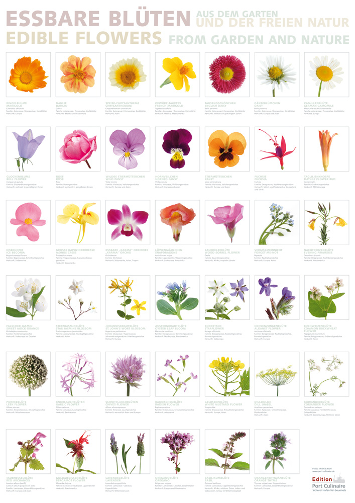 Essbare Blumen Namen Über Blumen