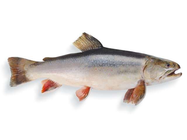 Süßwasserfische