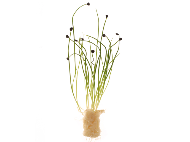 Rock Chives®