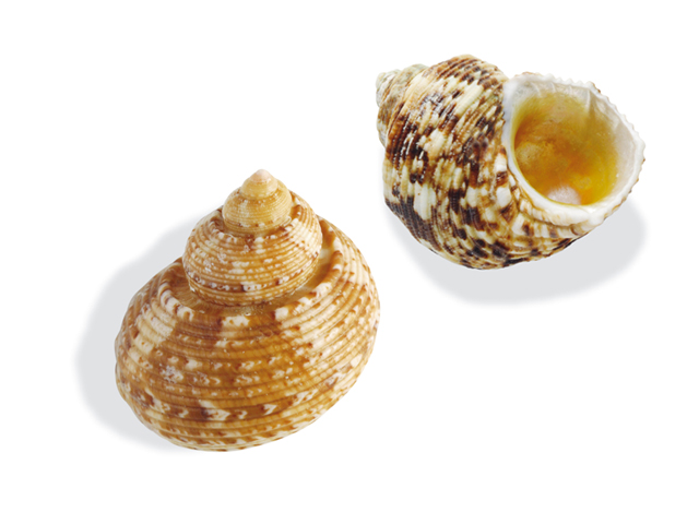 Essbare meeresschnecke 7 buchstaben