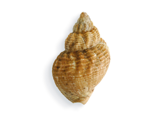 Meeresschnecken Port Culinaire Gmbh