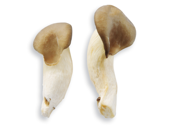 Austernpilz oder Mini-Austernseitling, lat. Pleurotus ostreatus