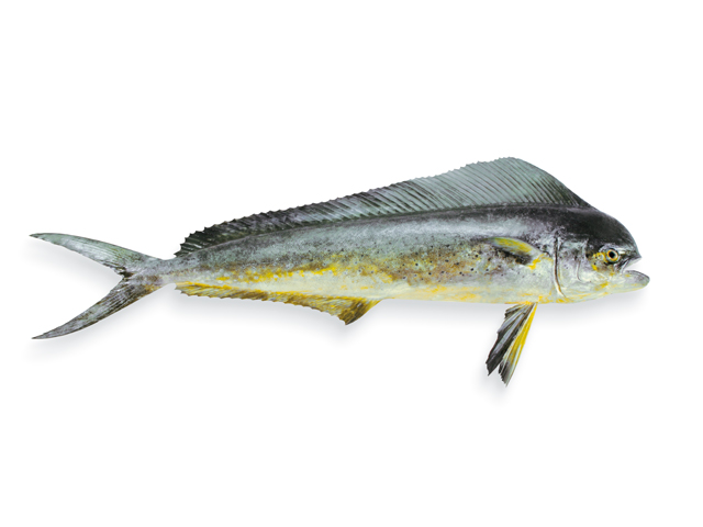 Meeresfische – Port Culinaire