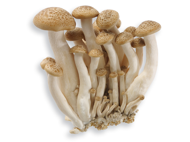 Pilze und Trüffel Pilze und Trüffel